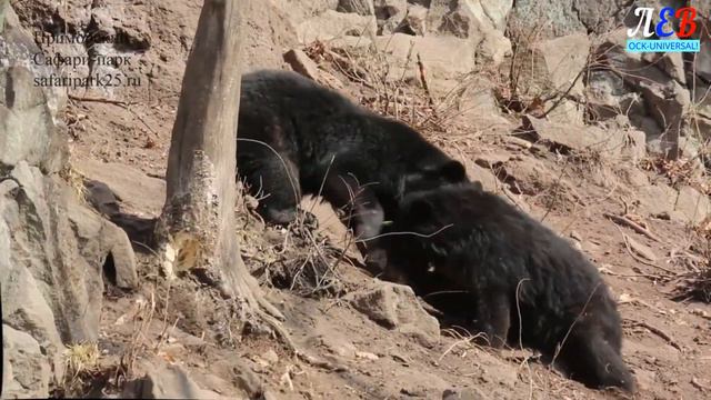 Обитатели Приморского Сафари Парка-1 смотреть онлайн