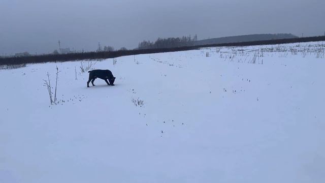 🥰🥰🥰#cane #canecorso #tttt #канекорсо #canecorsoitaliano #канекорсоитальяно #кане смотреть онлайн