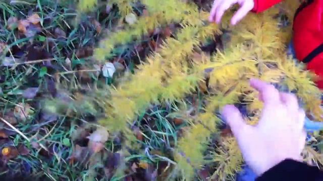 Желтые елки! смотреть онлайн