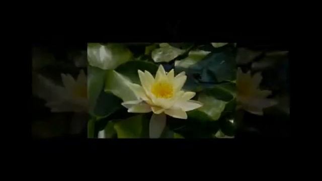 Кувшинки и цветы смотреть онлайн