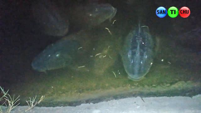 Viejas del agua de noche - Parque Juan de Garay - Ft. Chisus смотреть онлайн