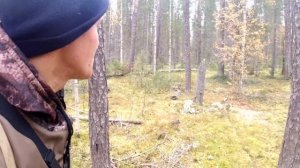 Проверка ловушек на боровую дичь. На дедовской тропе.