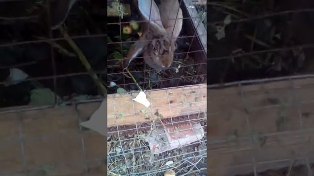 Крольчиха . 1 день окрола . смотреть онлайн