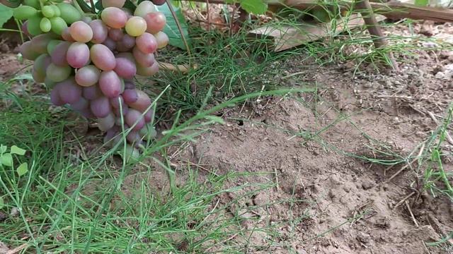 Виноград на севере, выращивание, современные качественные сорта. Начало созревания, 31.07.2020. смотреть онлайн