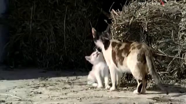 Альберобелло. Сказочный город трулли, святые Косма и Дамиан смотреть онлайн