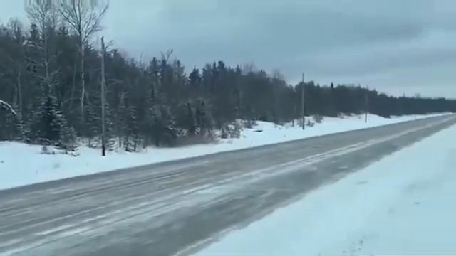 Рыси переходят дорогу в Удмуртии смотреть онлайн