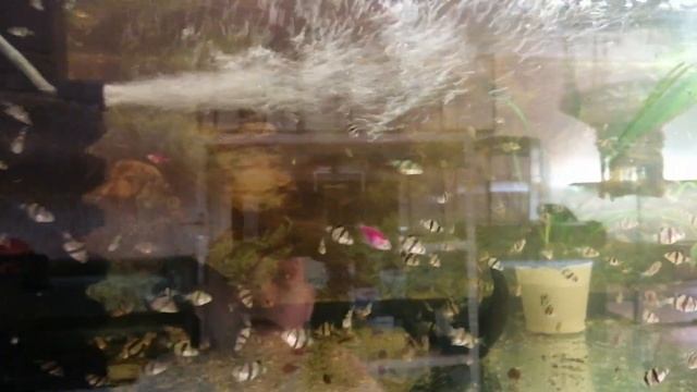 #Аквариум#Обзор #Стоек на 1700 литров через месяц спустя # Какая разница и какие рыбки #