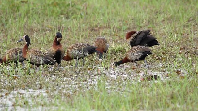 Bando de Irerês no Banhado - Paturi - Marrecão - Marreca irere смотреть онлайн