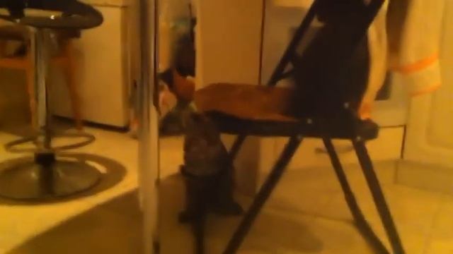 Знакомство оцелота Майо с домашней кошкой Машкой. VipLeo смотреть онлайн