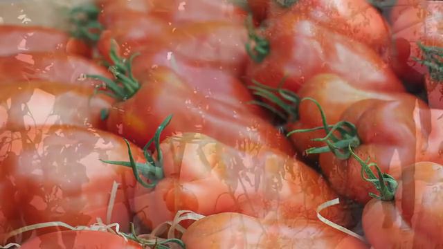 Tomate F1 Bellandine смотреть онлайн