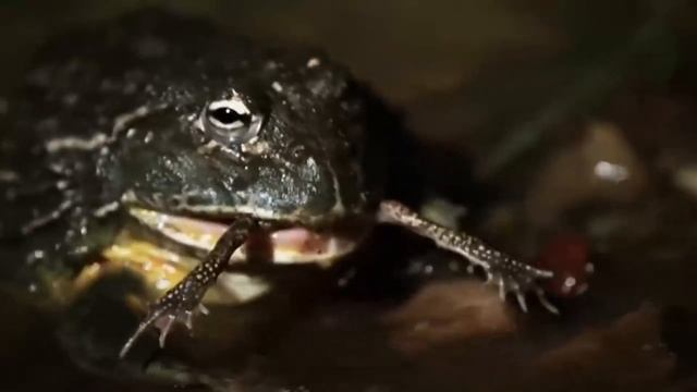 ЭТОТ УДИВИТЕЛЬНЫЙ МИР: ЛЯГУШКИ, КОТОРЫХ ВЫ НЕ ВИДЕЛИ смотреть онлайн