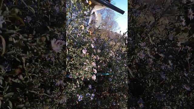 Осенние цветы-Октябринки??? смотреть онлайн