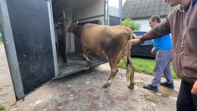 МЫ КУПИЛИ КОРОВУ! ПОПОЛНЕНИЕ В ХОЗЯЙСТВЕ! НАША ФЕРМА! ЖИЗНЬ ПРОСТЫХ ЛЮДЕЙ В ДЕРЕВНЕ! смотреть онлайн