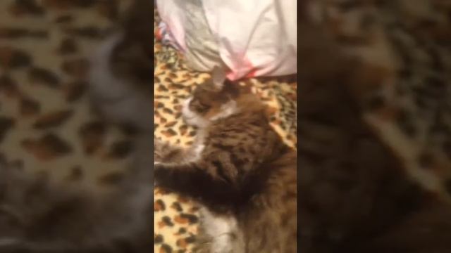 Почему у моего кота не открывается глаз? смотреть онлайн