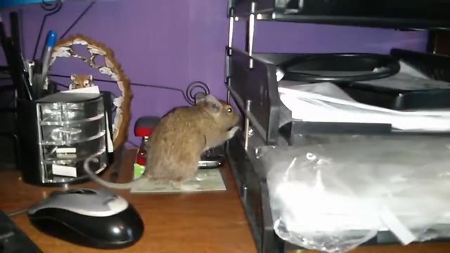 Белка Дегу \ Degus work ;) смотреть онлайн