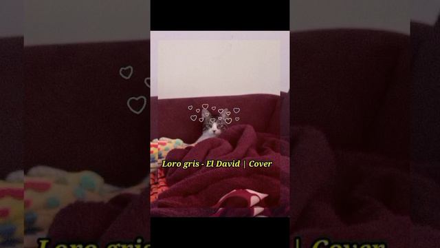Loro gris - El David | Cover смотреть онлайн