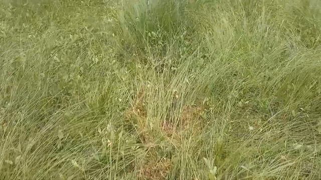 Лосиная тропа через болото смотреть онлайн