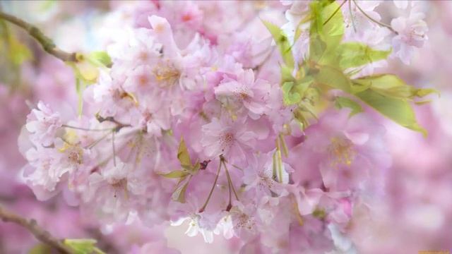 Создание светового кристаллического тела. Жизнь на новой Земле.