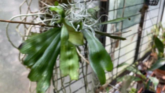 AN ORCHID A DAY EPISODE 260 NEW ORCHID BLOOMS #orchidblooms смотреть онлайн