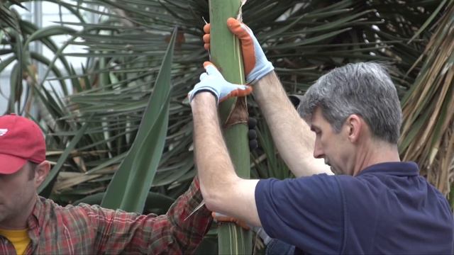Agave Takedown смотреть онлайн