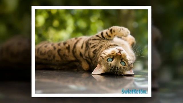 Бенгальская кошка смотреть онлайн