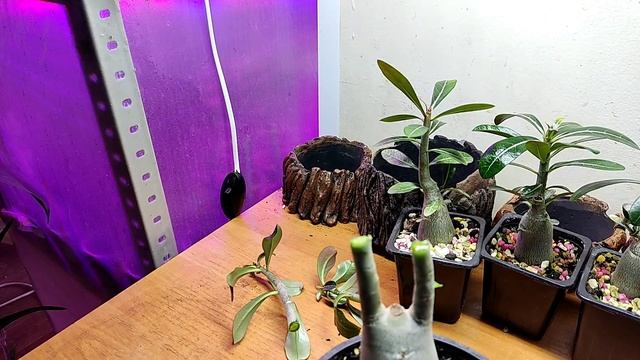 Выращивание адениумов из семян. Мои адениумы.