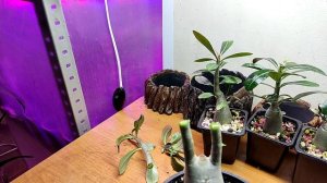 Выращивание адениумов из семян. Мои адениумы.