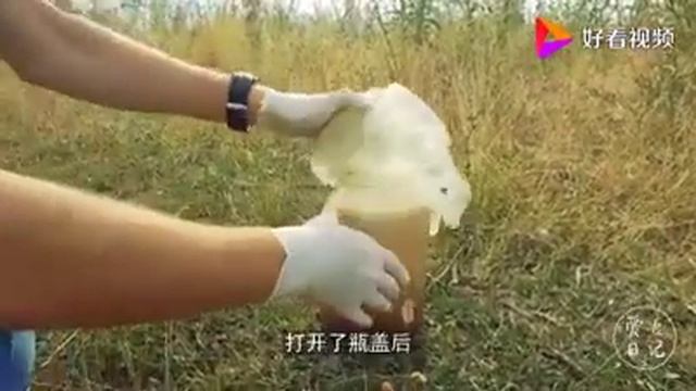 Опустил рыбу в банку и залил кока колой | кока кола имеет кислоту???? смотреть онлайн