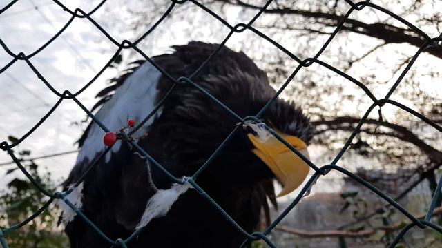 Орёл в московском зоопарке (Galaxy s8) 4k смотреть онлайн