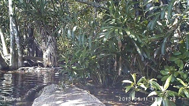 [Camera Trap] Hairy Nosed Otter 2 - Lutra sumatrana смотреть онлайн