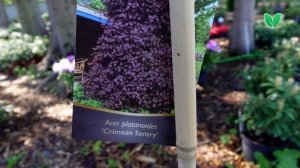 Клен остролистный «Кримсон сентри», ориг Acer platanoides «Crimson Sentry» Зеленый Сад