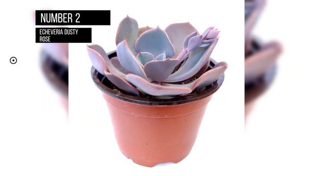 Most popular echeverias | Part 2 🌱🌿 | Succulents смотреть онлайн
