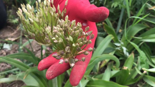 Allium Schubertii - Planting and Nurturing This Spectacular Heirloom, Deer Resistant Spring Flower смотреть онлайн