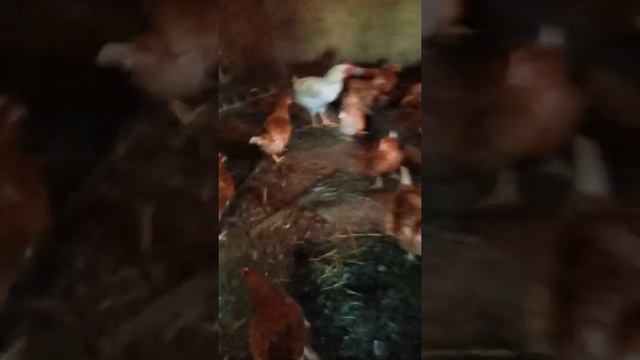 Чтобы куры неслись надо давать... смотреть онлайн
