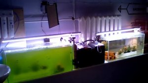 аквариумы СО2: эксперимент по росту растений с углекислым газом