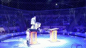 Петербургский цирк - Запашный прыгает на льве.