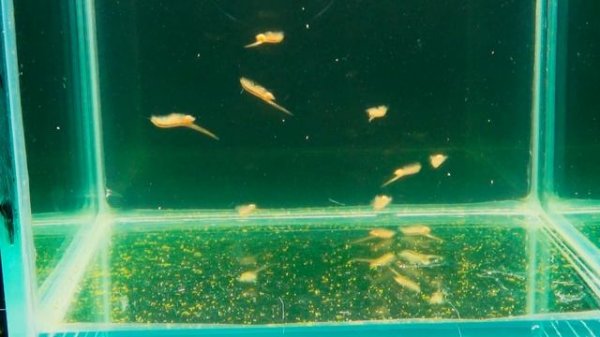 Артемия рожает живых сразу ,а не яйцо!artemia