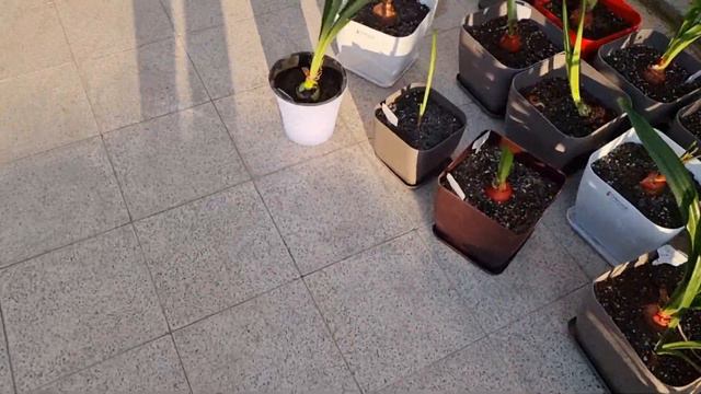mite treatment on hippeastrums смотреть онлайн