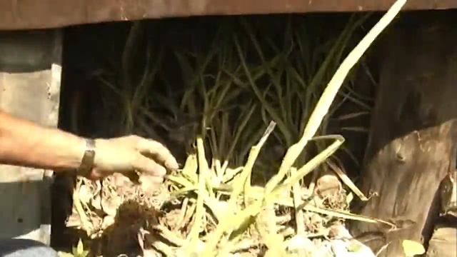 Хранение чеснока до июня смотреть онлайн