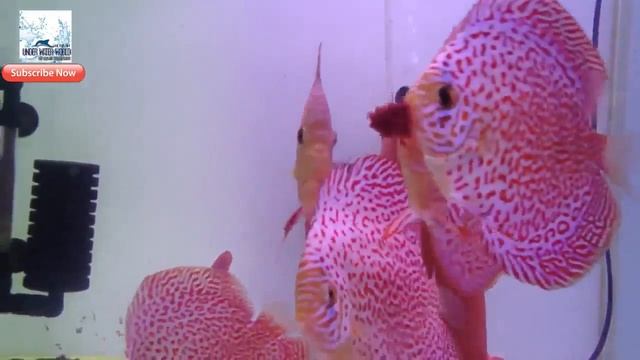 Red Stripe Pigeon Blood Discus Fish Most Amazing Fish,Very Attractive Fish,never Seen before смотреть онлайн