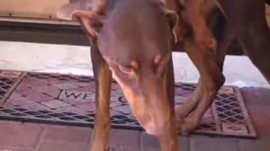 Animals mating, Dogs mating, Doberman Mating and stuck