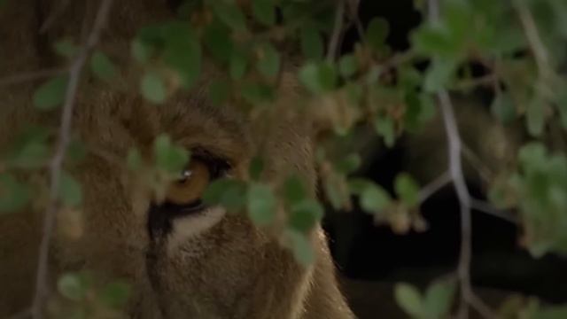 Deadliest Big Cat Attacks of 2023 MARATHON! смотреть онлайн