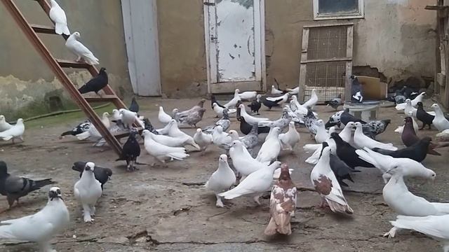 #Pigeon #Дагестан. Бакинские голуби Арухова Романа! смотреть онлайн