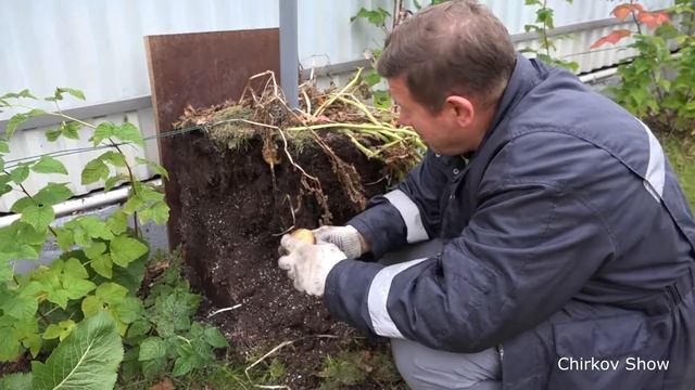Картофель на высокой грядке (результат шокировал) смотреть онлайн