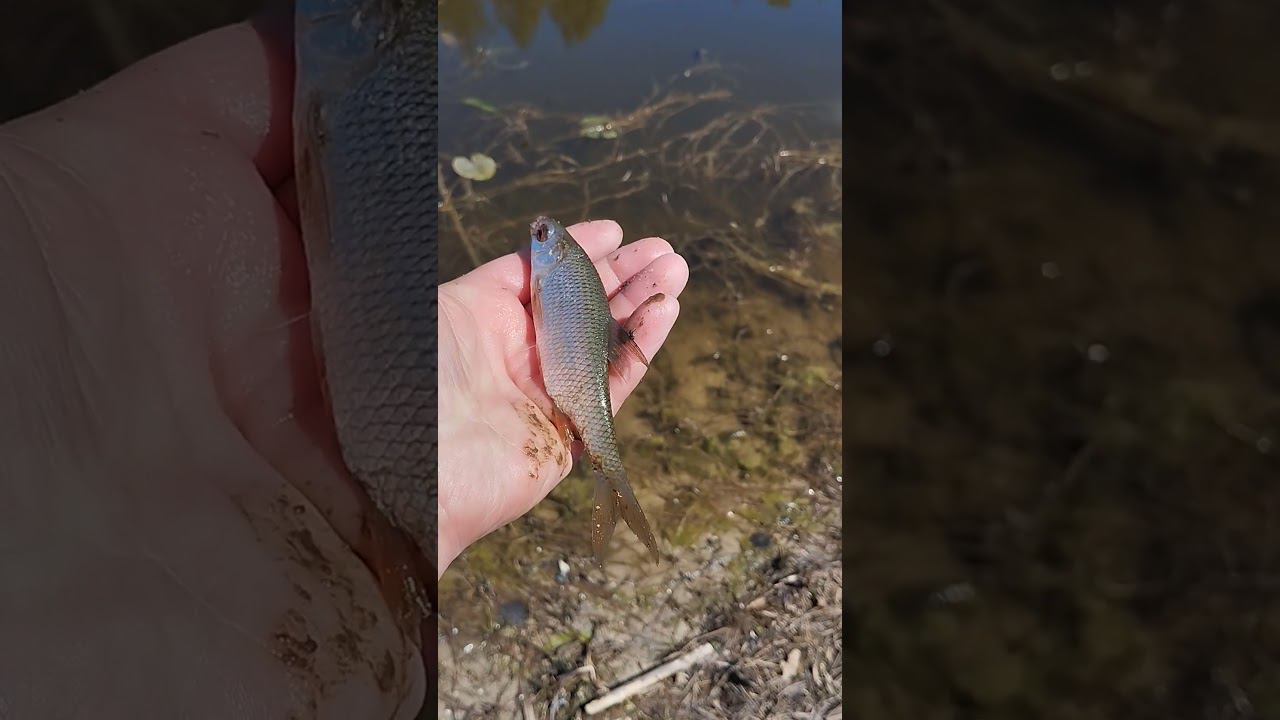 Поймал плотвичку на поплавочную удочку. #shortvideo #рыбалка #fishing #природа #nature #весна смотреть онлайн