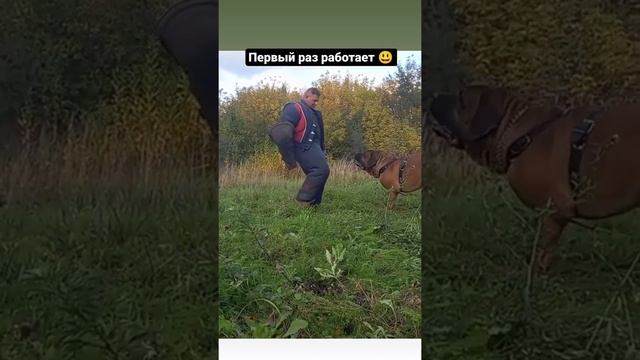 Тоса-ину. Буцефал. Работает с перехватом и этому его не учили. Что ближе то и кусает. ??? смотреть онлайн
