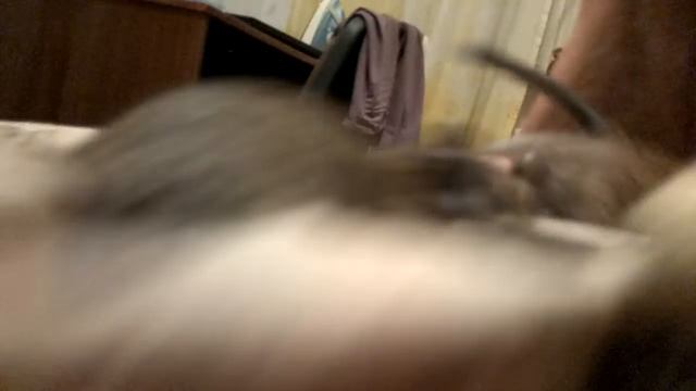 Две белки дегу на руках смотреть онлайн