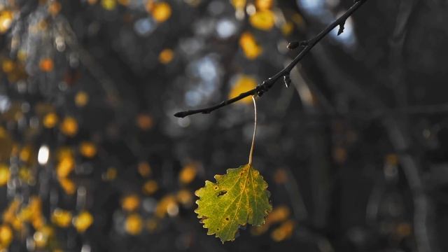 Внеклассное чтение: Иван Бунин смотреть онлайн