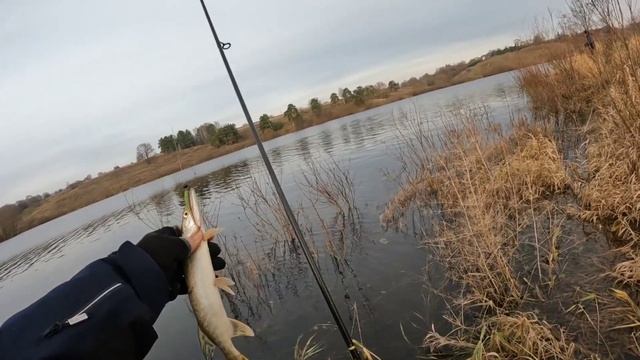 МИКРОДЖИГ Вечерняя рыбалка на пруду.Щука,окунь.