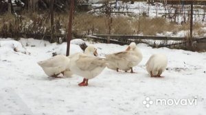 Сроки оплодотворённого Гусиного Яйца/Или сколько снесет гусыня яиц после спаривания с гусаком